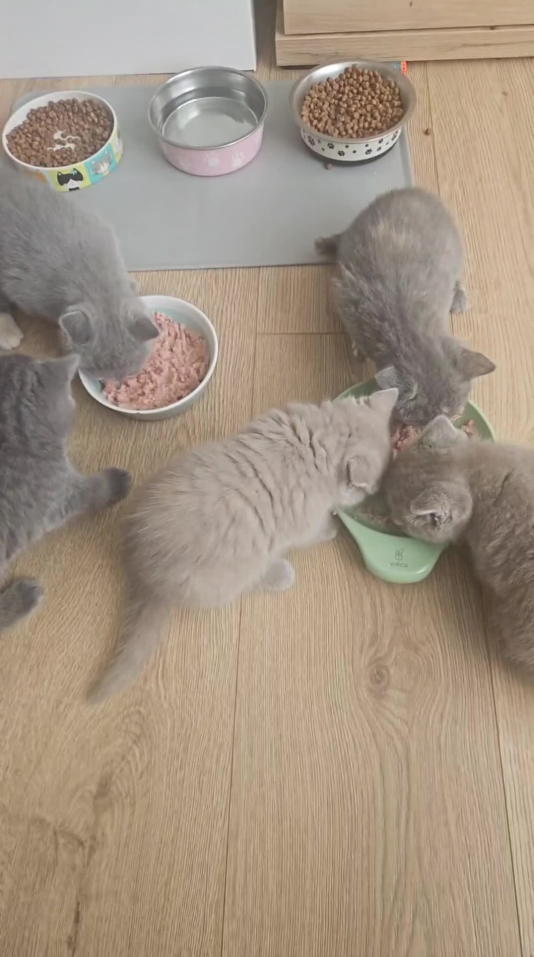 British Shorthair cats for sale: Gorgeous British shorthair kittens - Video 1