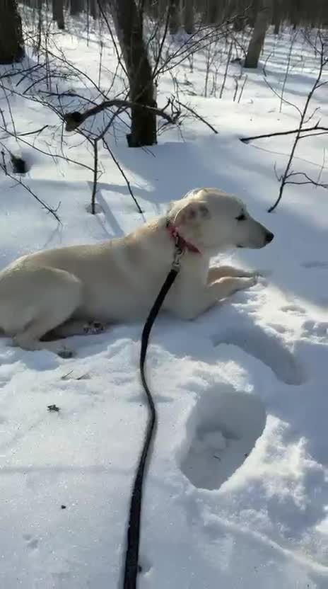 Mixed Breed dogs for adoption: 💙MOROZKO💙9 months Affectionate•Gentle•Puppy-like in Oxford - Video 2