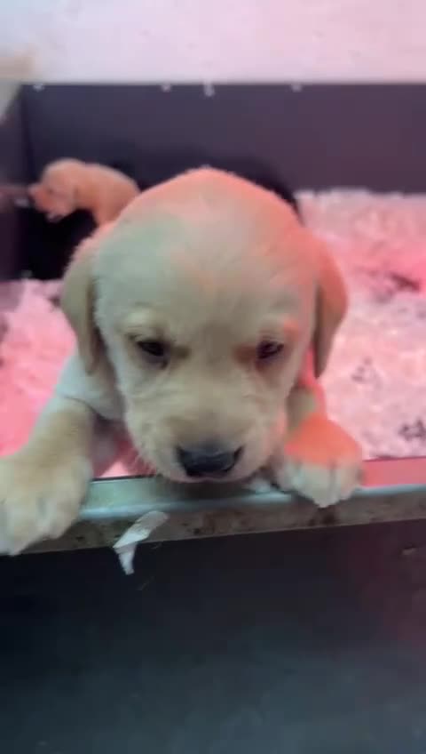 Labrador Retriever dogs for sale: Working Labrador puppies for sale, south Wales’s  - Video 5