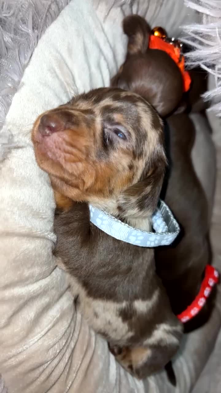 Miniature Dachshund dogs for sale: Miniature Dachshund puppies 🐶  - Video 3