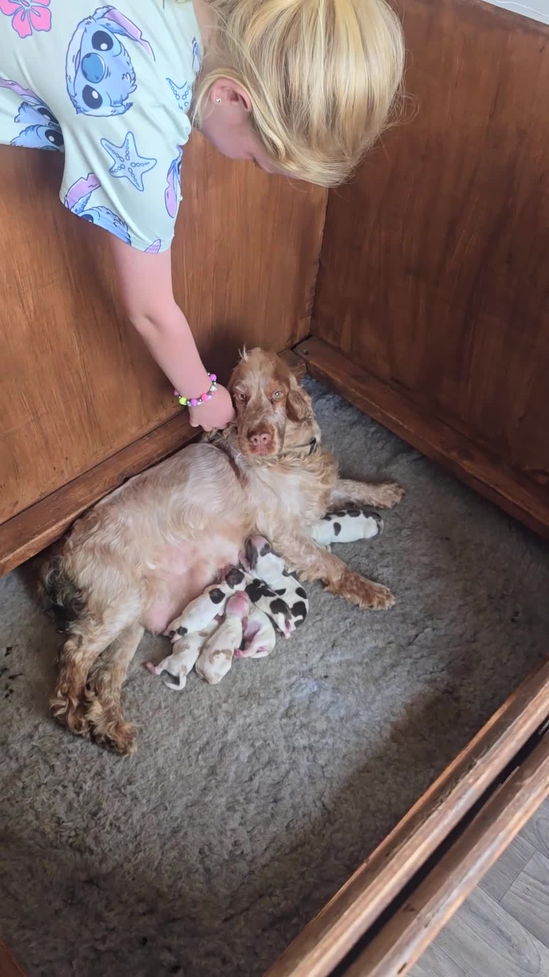 Cocker Spaniel dogs for sale: Kc registered health tested SHOW cocker spainel  - Video 1