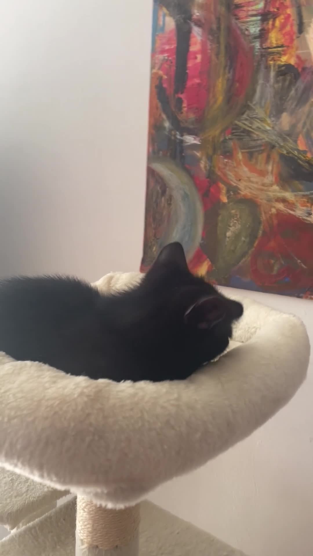 British Shorthair cats for sale: Cute, black kitty  in Washington - Video 3