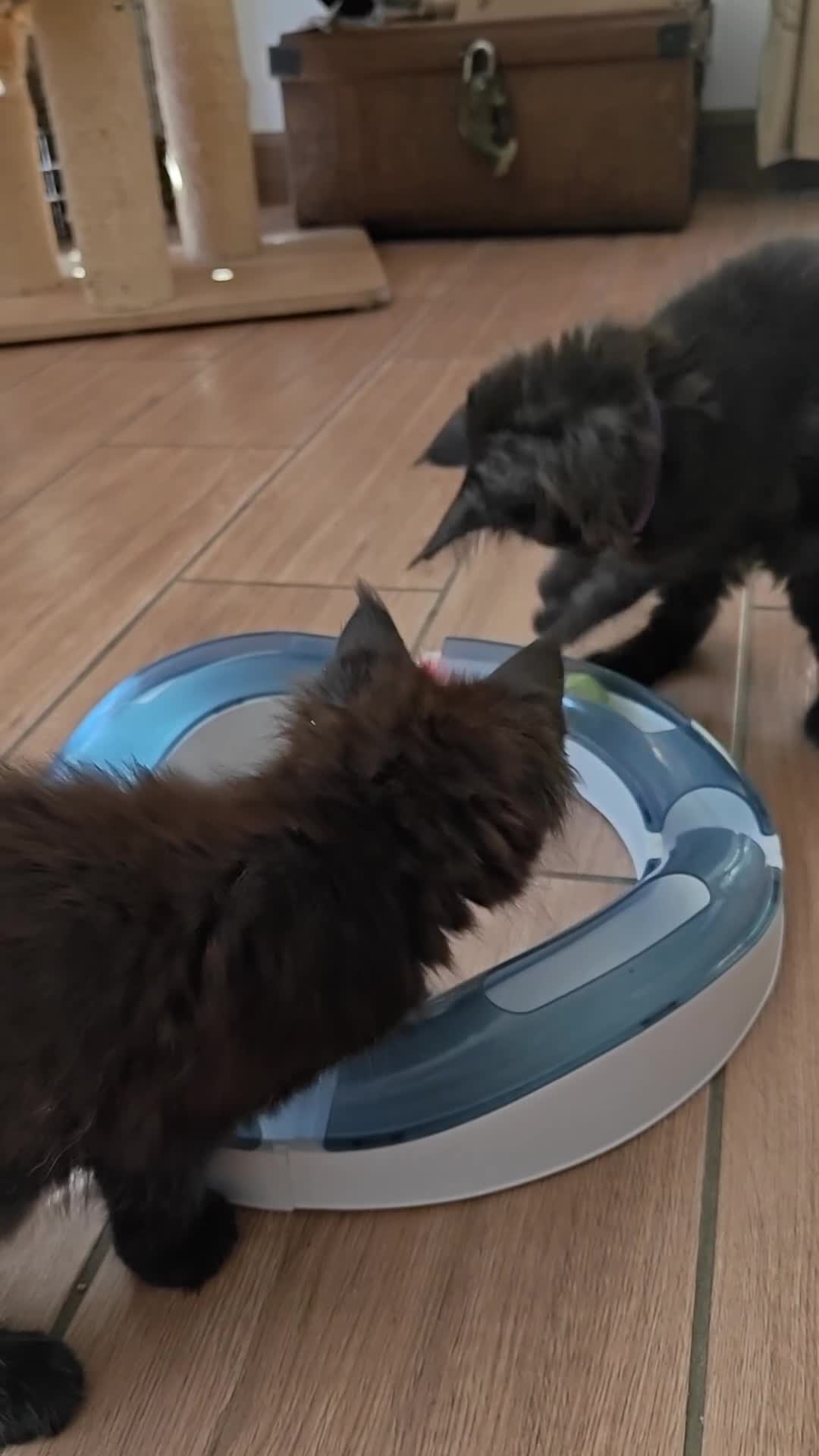 Maine Coon cats for sale: Adorable GCCF Black smoke Maine Coons kittens  - Video 2