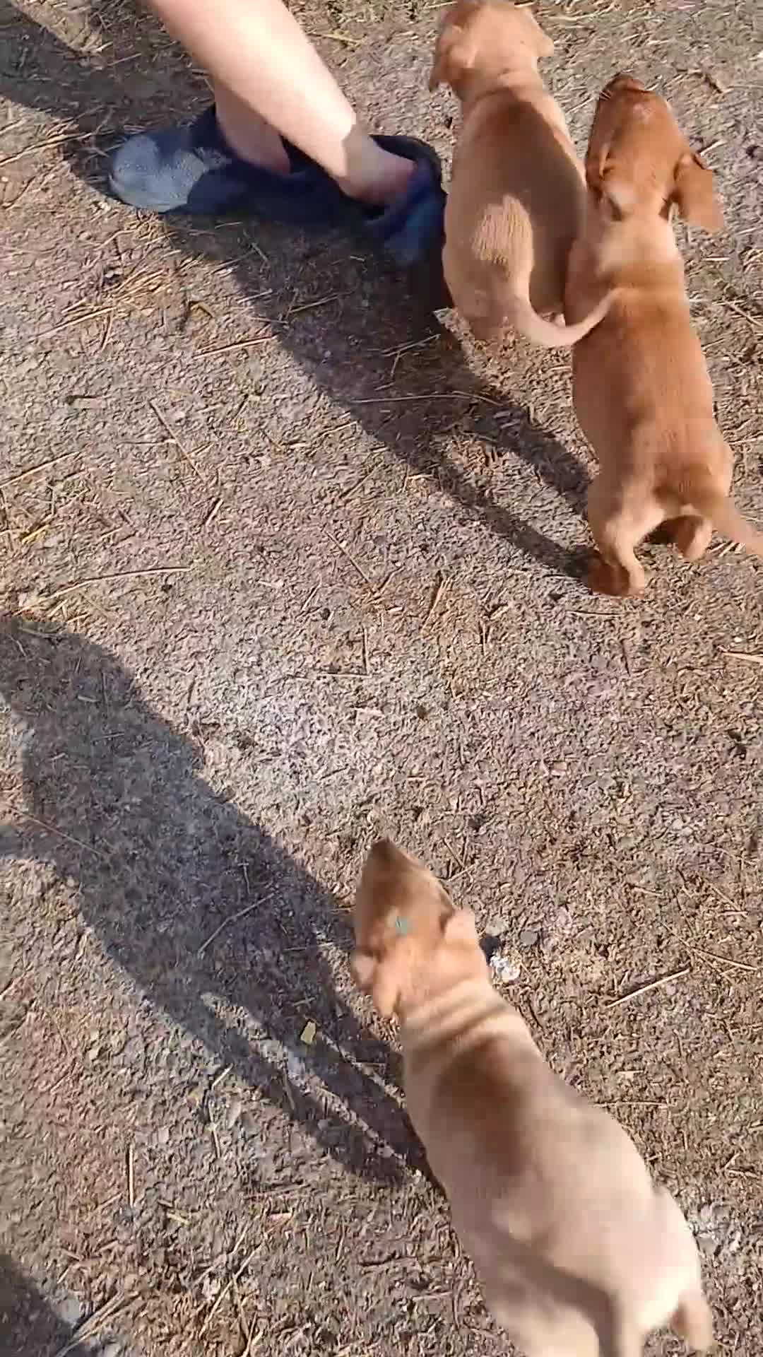 Labrador Retriever dogs for sale: Fabulous litter of golden and fox red lab puppies. - Video 1