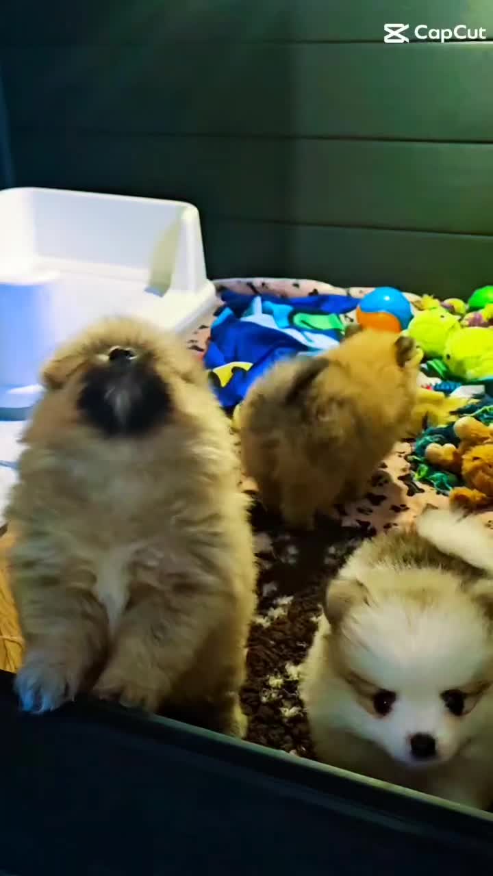 Pomeranian dogs for sale: Waaaaw #SUPERB #POMERANIAN's - Video 2