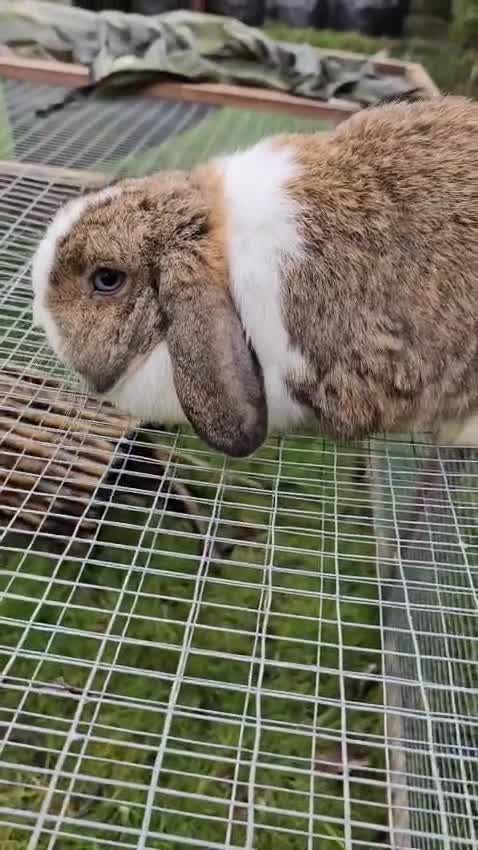 Mini Lop rabbits for sale: Beautiful Agouti Split Mini Lop Doe - Video 5
