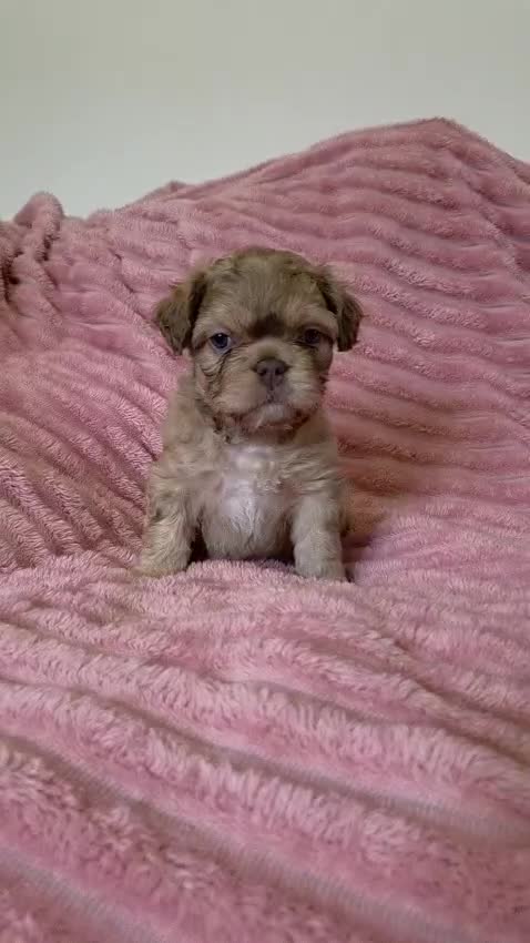 French Bulldog dogs for sale: Adorable fluffy floodle french bulldogs - Video 1