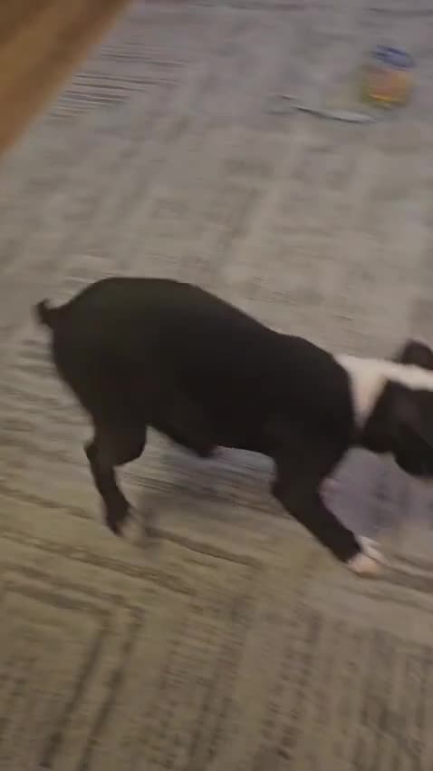 Boston Terrier dogs for sale: Boston Terrier Puppy Ready for His Forever Home - Video 3