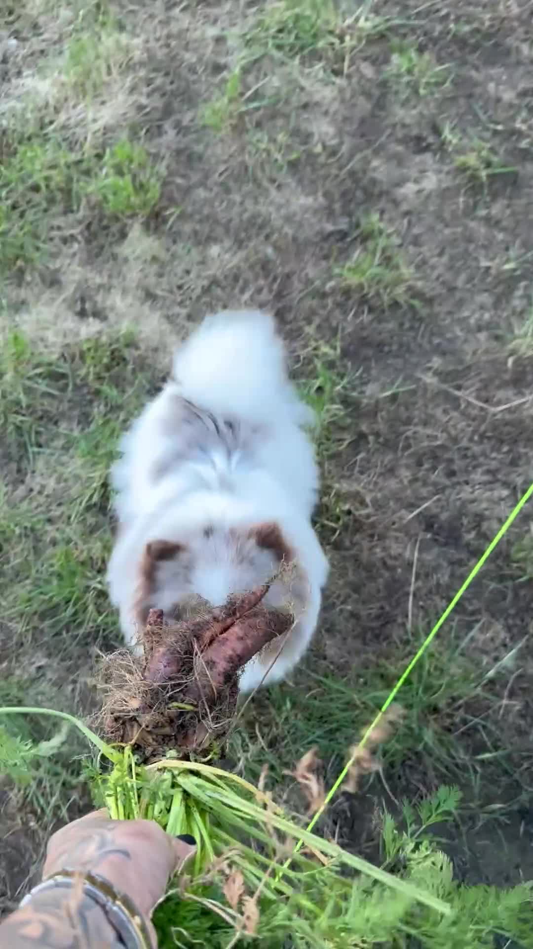 Pomeranian dogs for sale: Stunning rare lilac white parti with hazel eyes  - Video 1