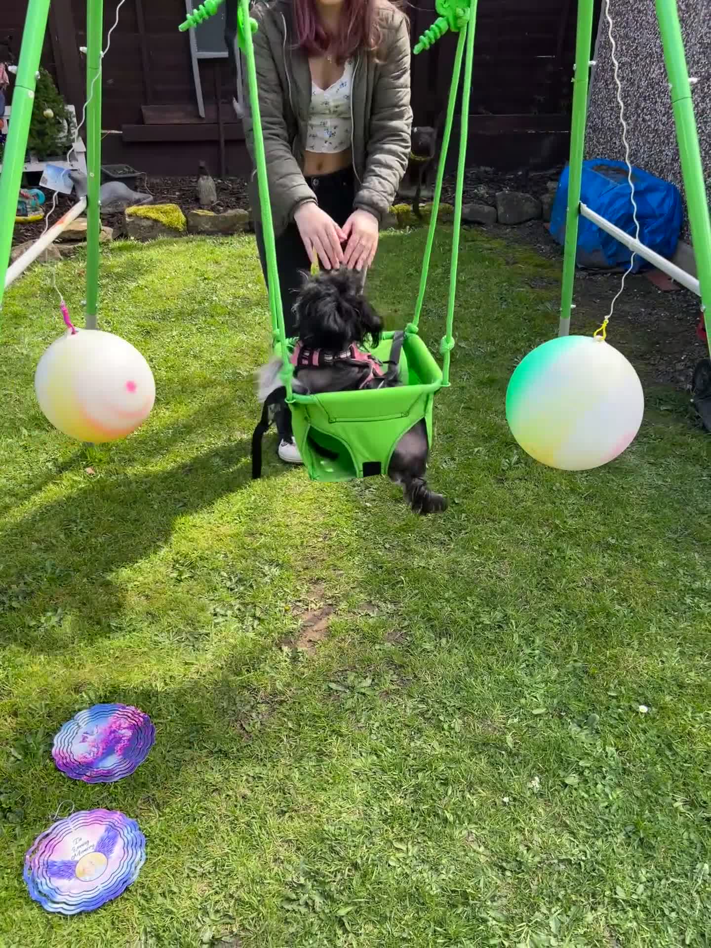 Chinese Crested dogs for sale: Chinese crested sisters in Rotherham - Video 1