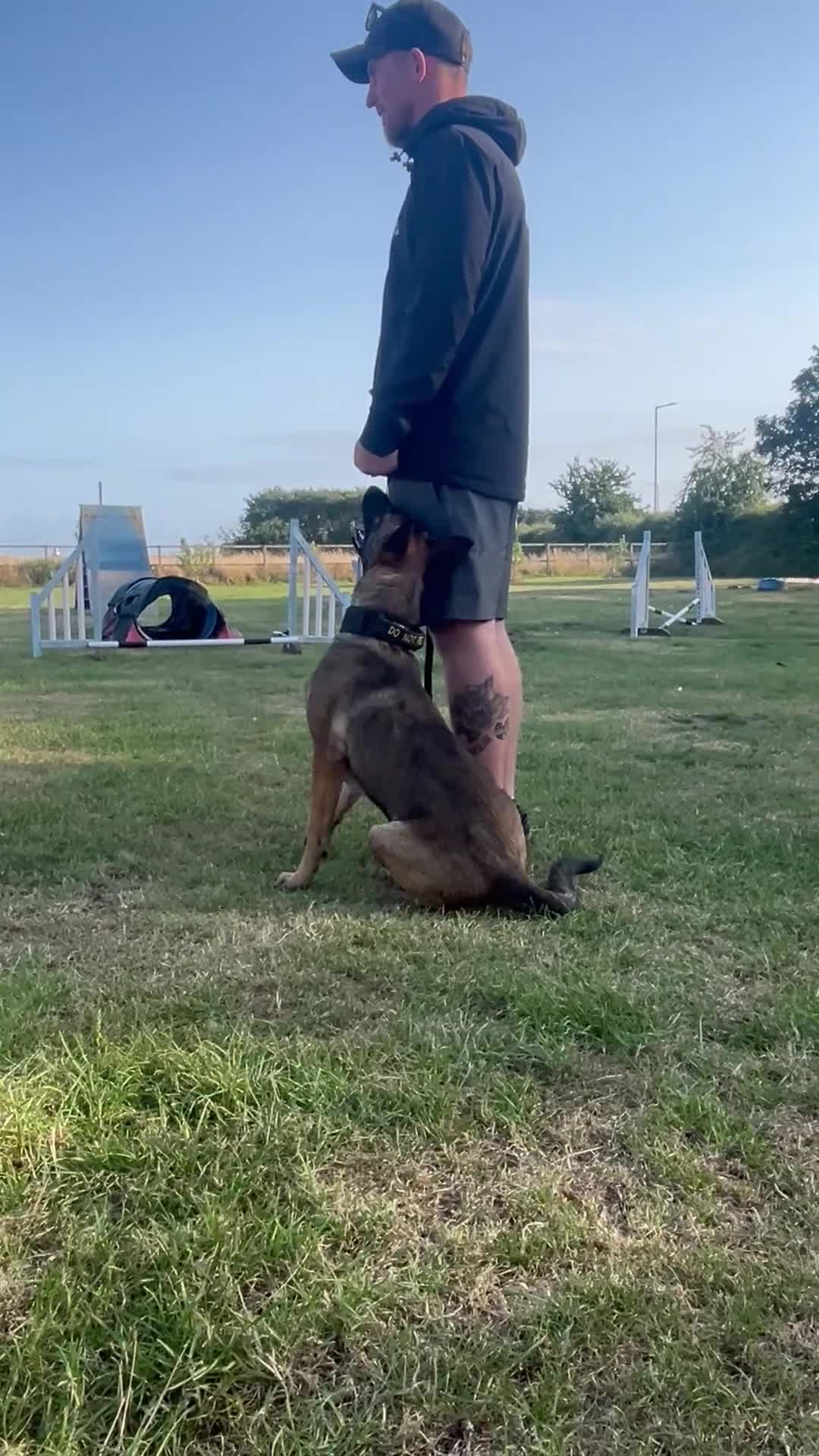 Belgian Shepherd Dog dogs for sale: Dutch/belgian herder/malinois FEMALE ready to go!! - Video 2