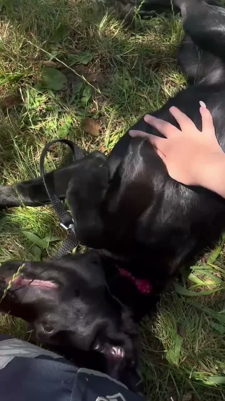 Mixed Breed dogs for sale: 7month old Sparrow the black lab ( asap )  - Video 1