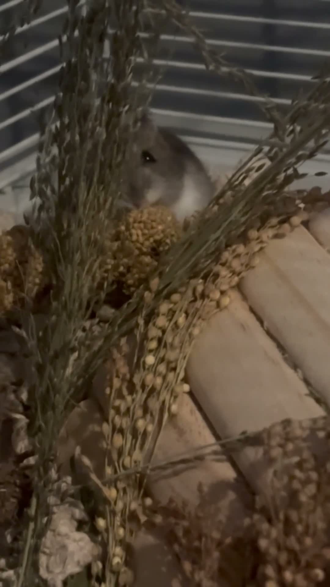 Hamster rodents for sale: Female Dwaf Hamster in Chester - Video 1