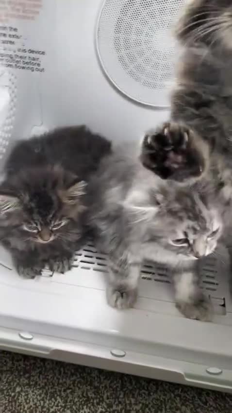 Russian Blue cats for sale: Siberian kittens - Video 1