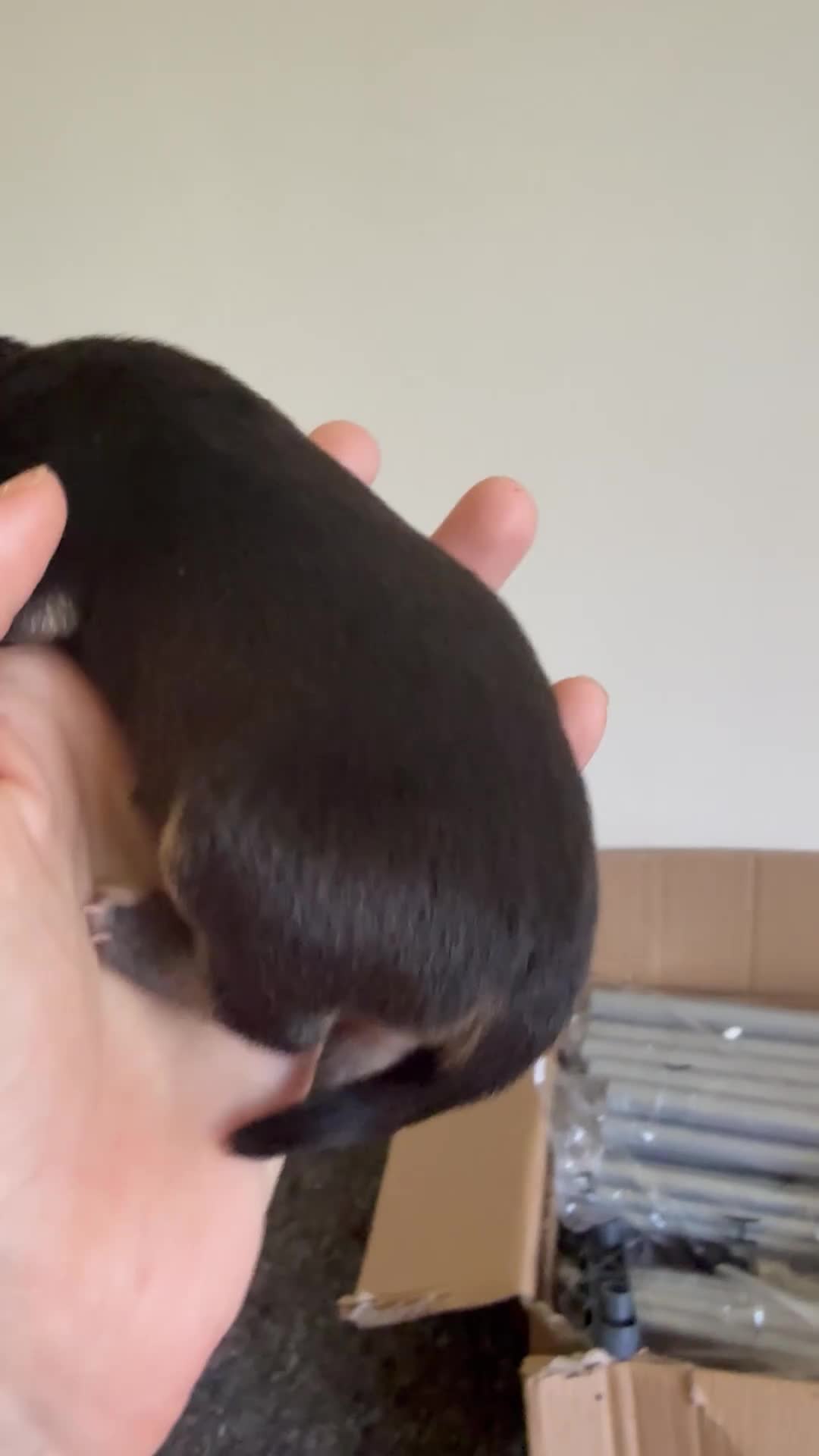Staffordshire Bull Terrier dogs for sale: Staffy puppies  - Video 2