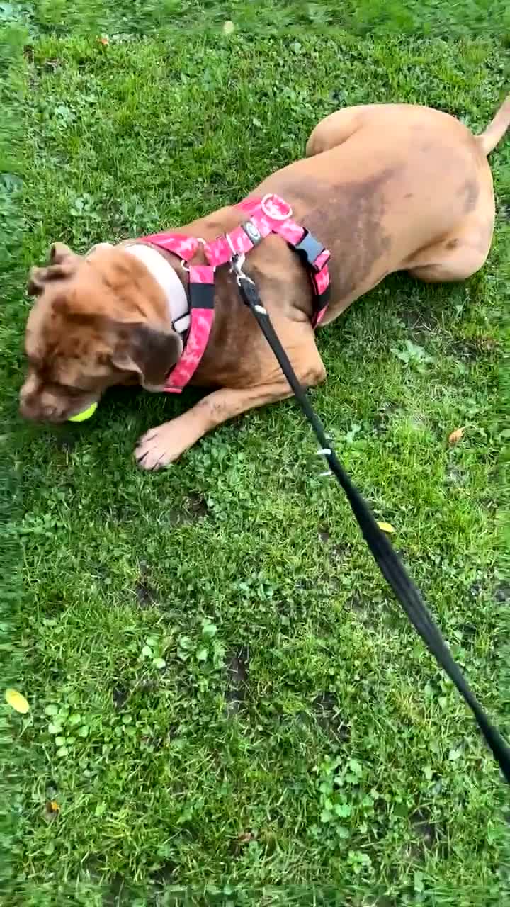 Mixed Breed dogs for sale: Beautiful cane corso NALA - Video 1