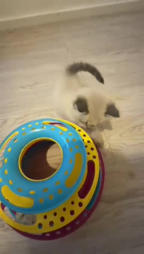 Ragdoll cats for sale: Ragdolls kitten for sale - Video 1