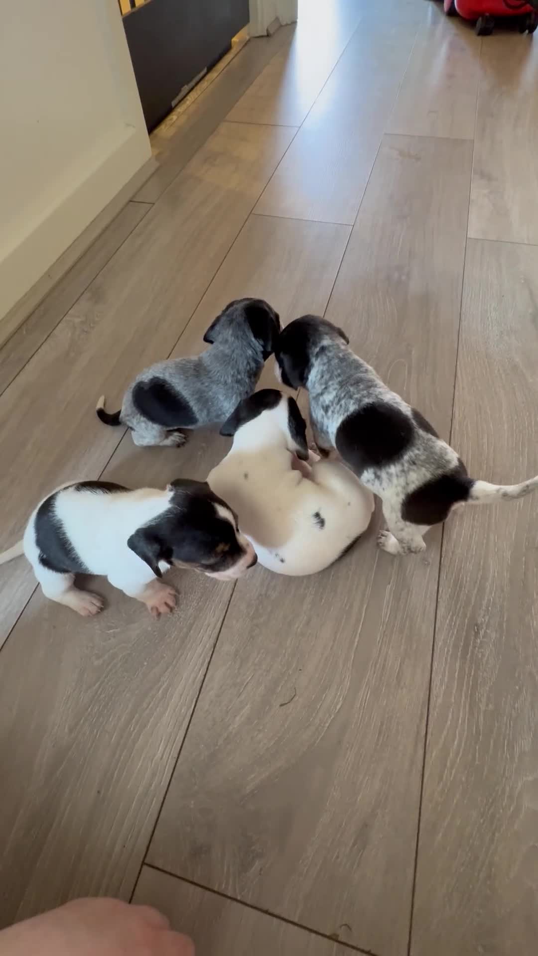 Jackshund dogs for sale: 4 Beautiful Male Jackhaunds   - Video 1