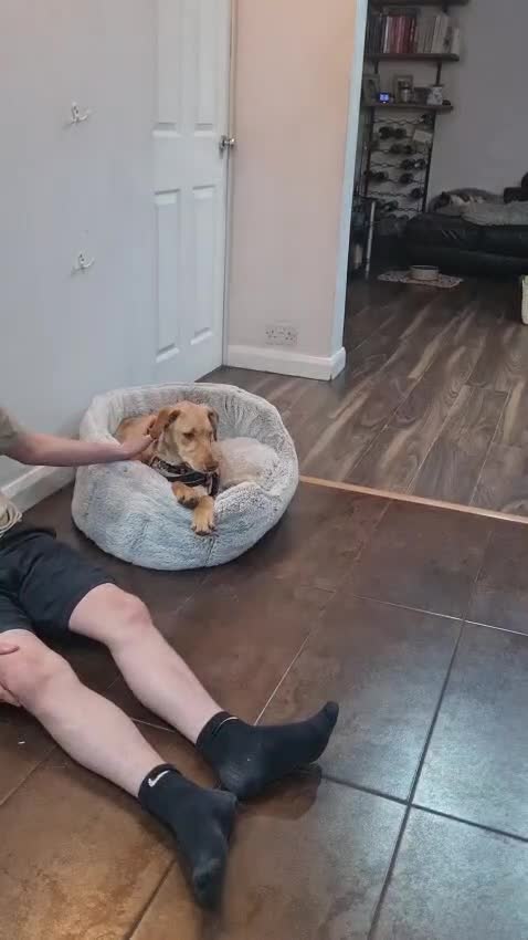 Mixed Breed dogs for sale: Sweet Caramel looking for her family - Video 1