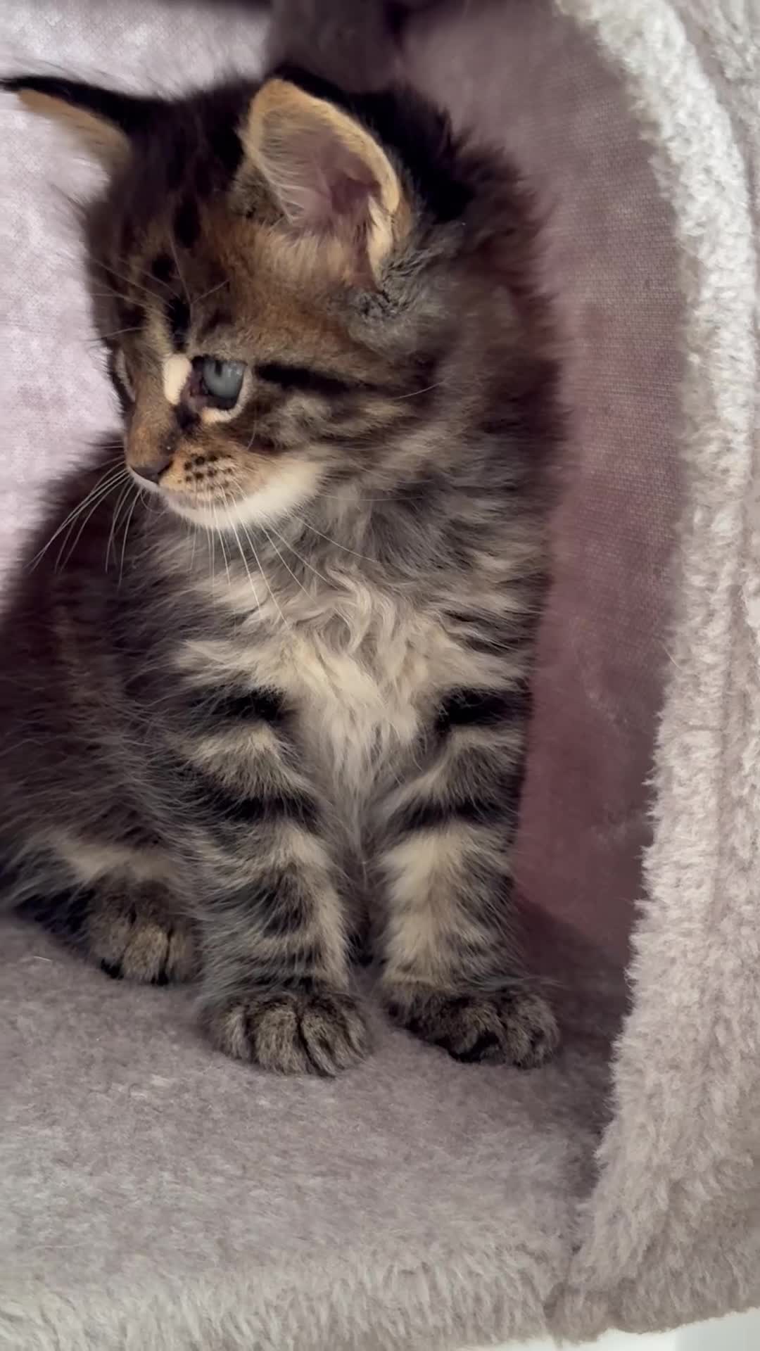 Maine Coon cats for sale: Maine Coon kittens World Champion bloodline ❤️ - Video 2