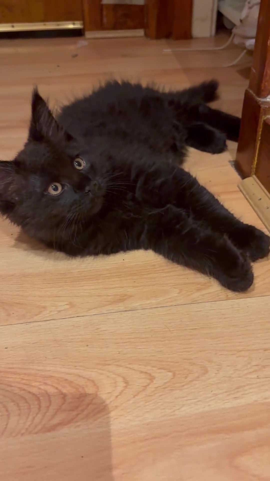 Maine Coon cats for sale: Fluffy Maine Coon Kittens - Video 2