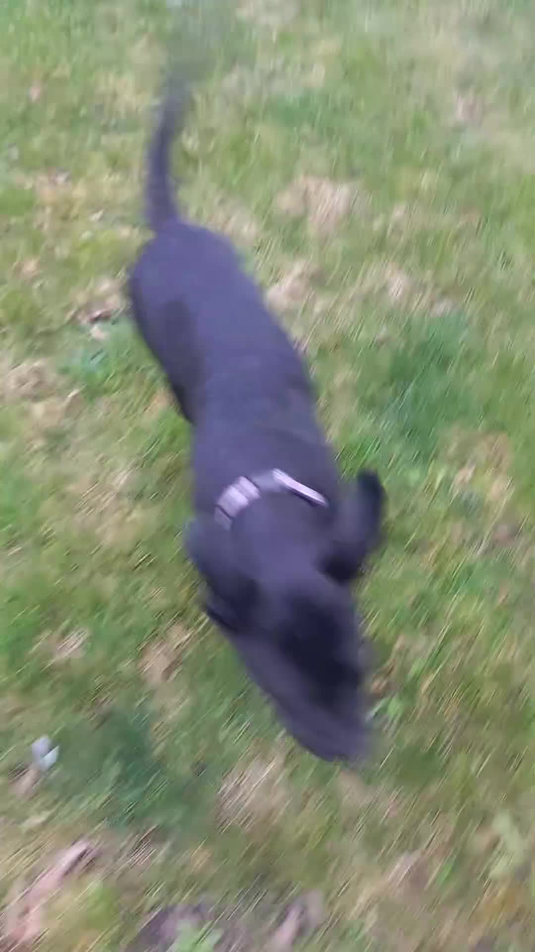 Cane Corso dogs for sale:  ONLY UK LITTER  DYRIUM LINES  3 left 🖤  - Video 3