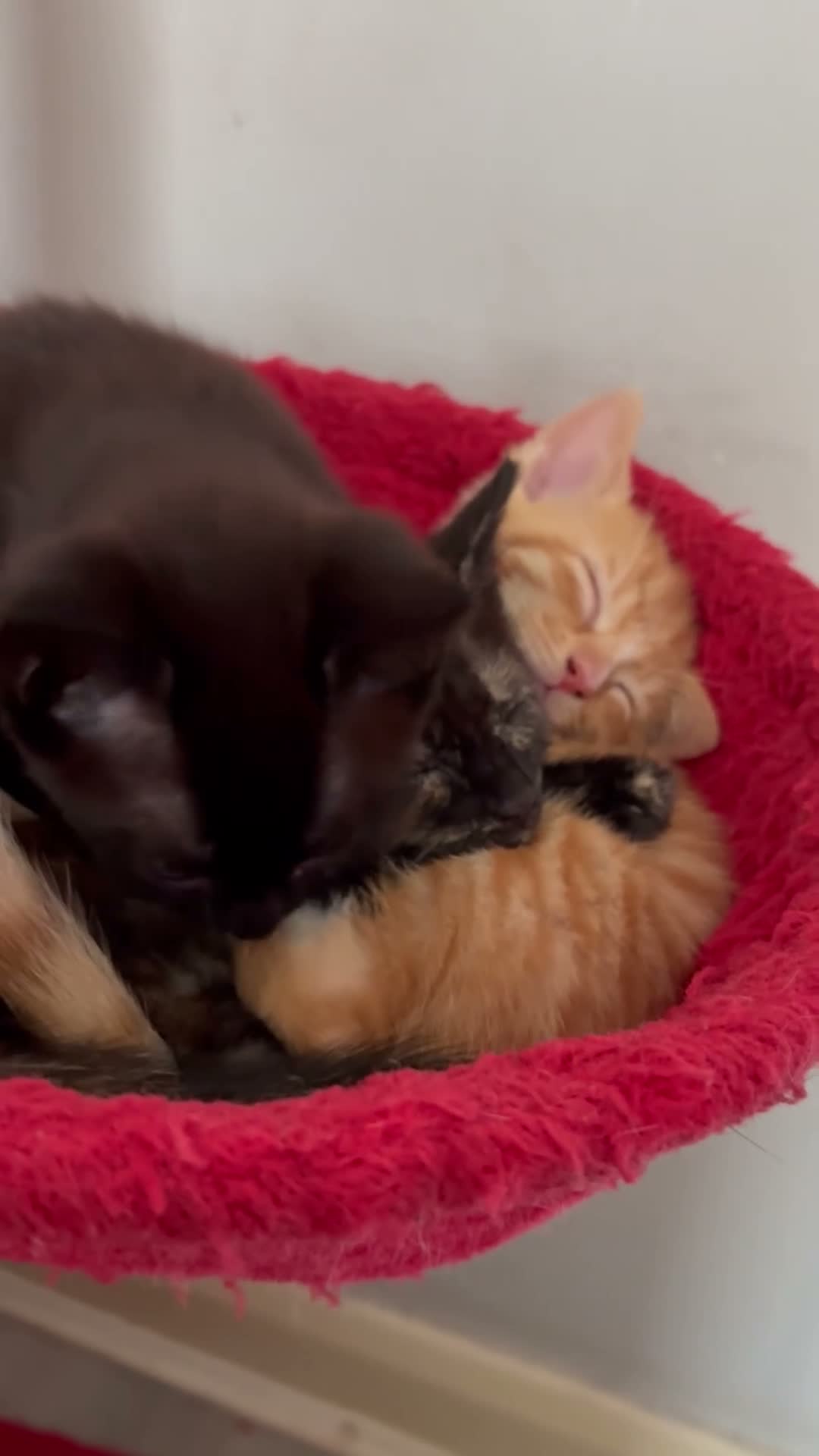 Domestic Shorthair cats for sale: 3 x 8wk old kittens.  - Video 1