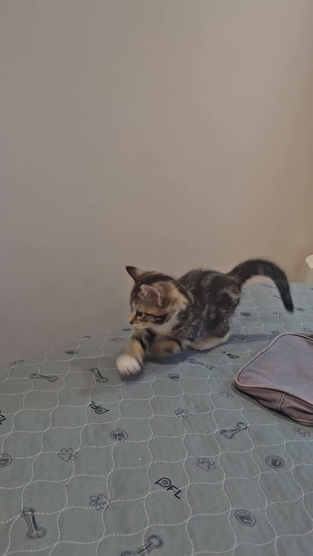 Domestic Shorthair cats for sale: Cute playful kittens . Hayling Island  - Video 1