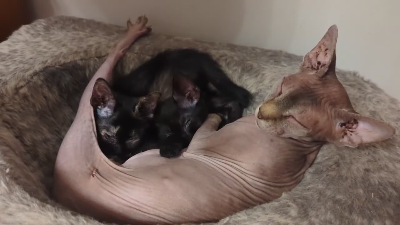 Mixed Breed cats for sale: Tortoise colour female kitten & pure black male - Video 1