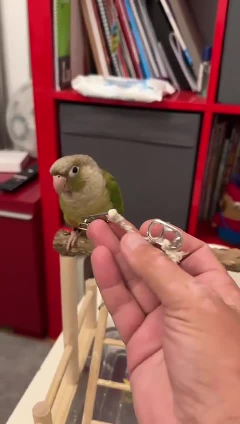 Conures birds for sale: 15 weeks tamed conure £220 - Video 2