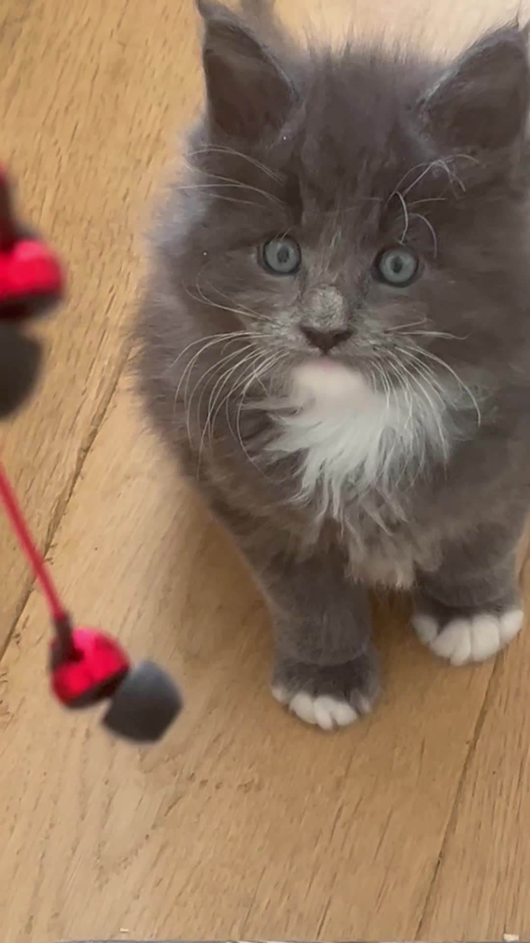 Maine Coon cats for sale: Pure breed Maine Coon kitten - Video 2