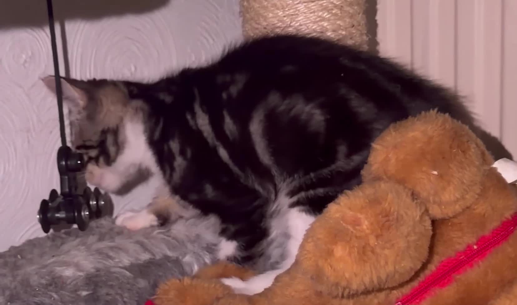 Domestic Shorthair cats for sale: Adorable Tabby Kittens for Sale - UK - Video 1