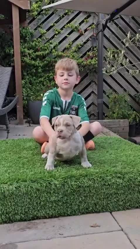 American Bully dogs for sale: Cowboyline pocket bullies (11 weeks old) - Video 1
