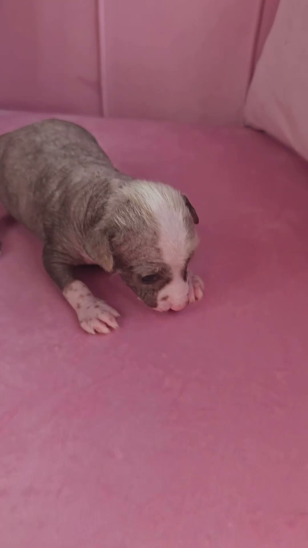 Chinese Crested dogs for sale: ✨🐾 EXQUISITE & RARE CHINESE CRESTED PUPPIES 🐾✨ - Video 5