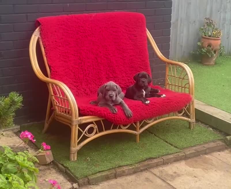 Great Dane dogs for sale: KC reg/pedigree Great Danes black - READY NOW - Video 1