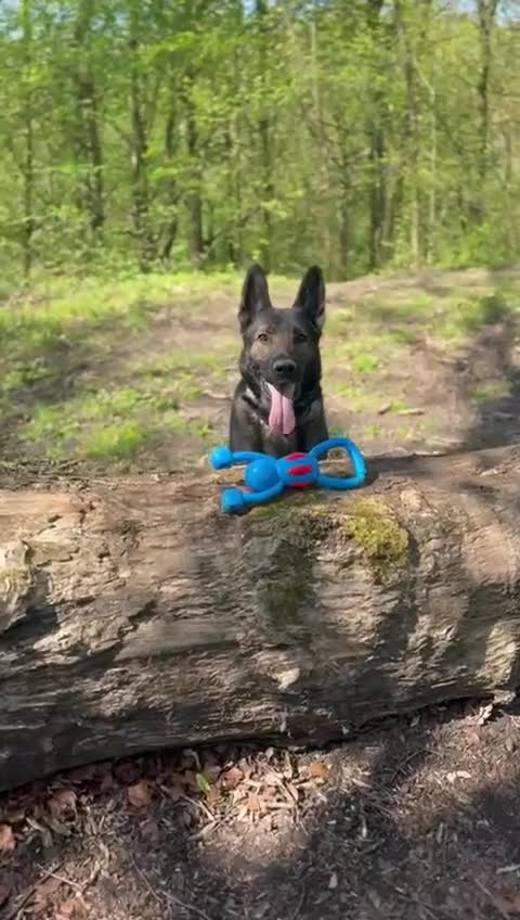 German Shepherd dogs for sale: Tyshunde memphis - Video 4