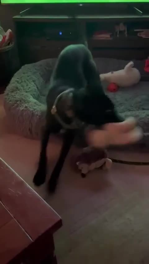 Whippet dogs for adoption: ASH-12 months,Medium,playful/friendly/loves people - Video 1