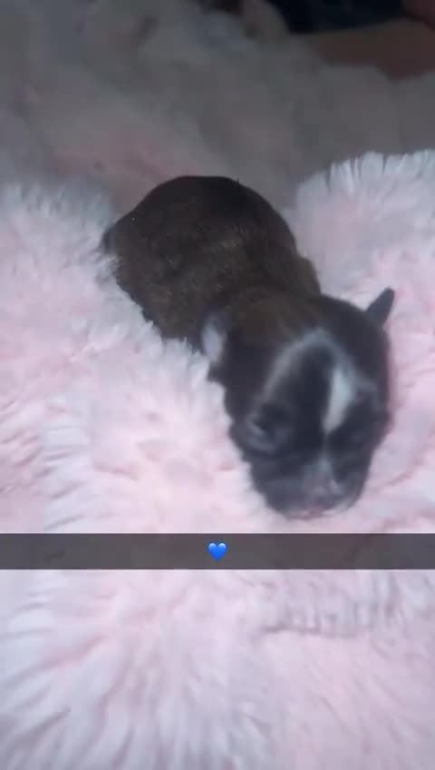 Mixed Breed dogs for sale: 6 Beautiful Babys - Video 2