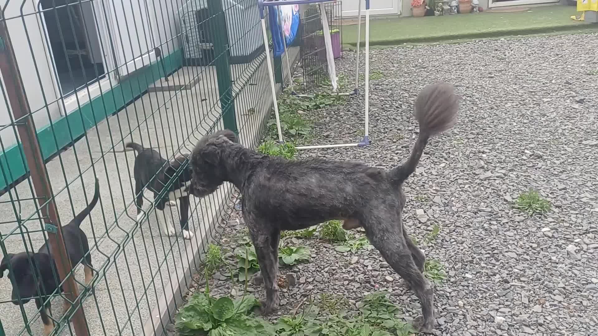 Mixed Breed dogs for adoption: 🌲VICTOR, From Forgotten Forest to Faithful Friend - Video 3