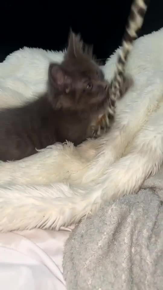 Mixed Breed cats for sale: Ragdoll/Mainecoon - Video 1