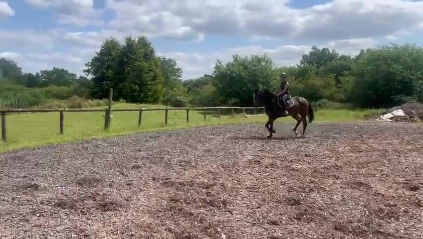 English Thoroughbred horses for sale: Beautiful tb gelding for sale - Video 3