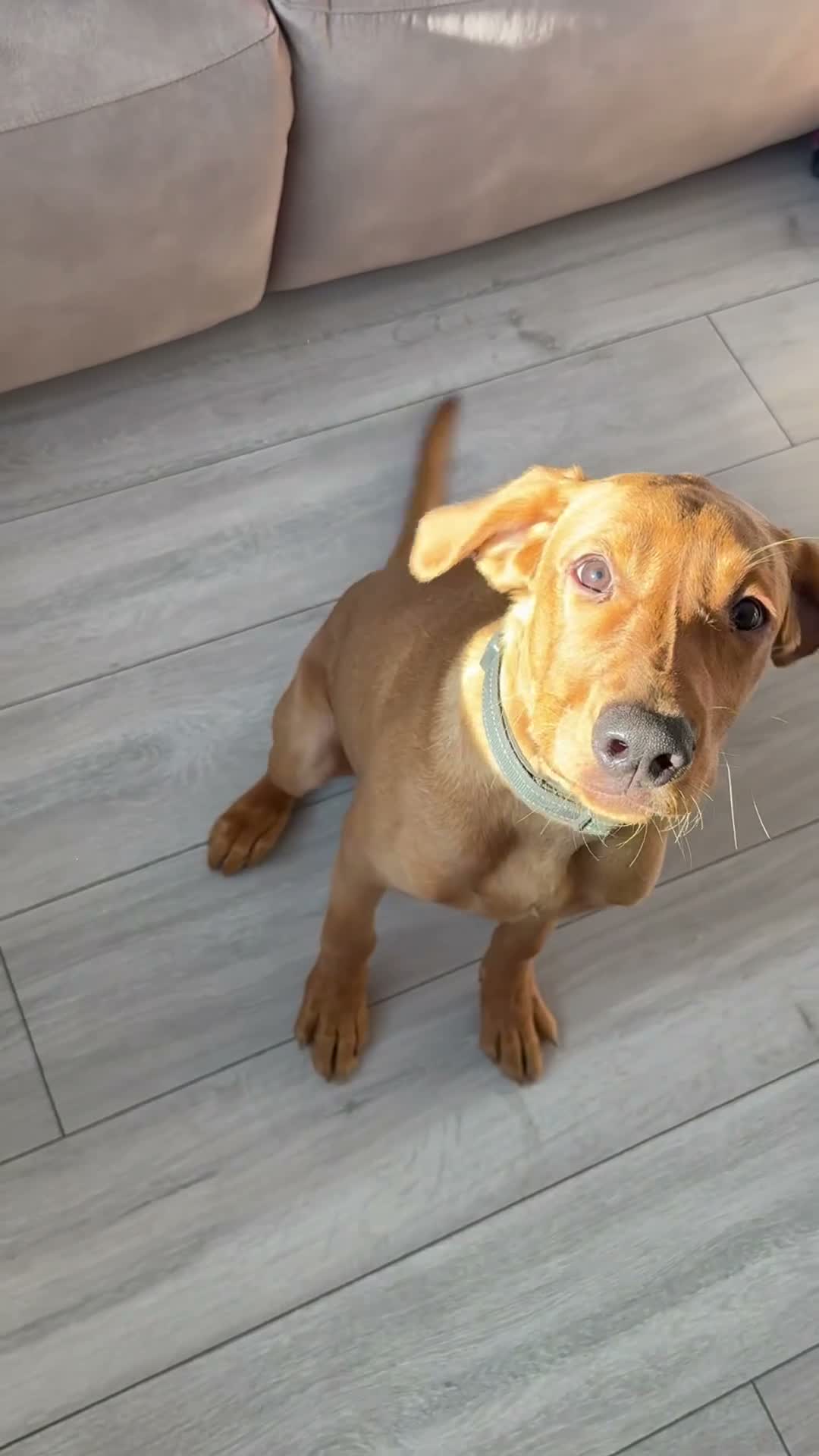 Labrador Retriever dogs for sale: 6 Month KC Registered Fox Red Working Labrador in Chelmsford - Video 1