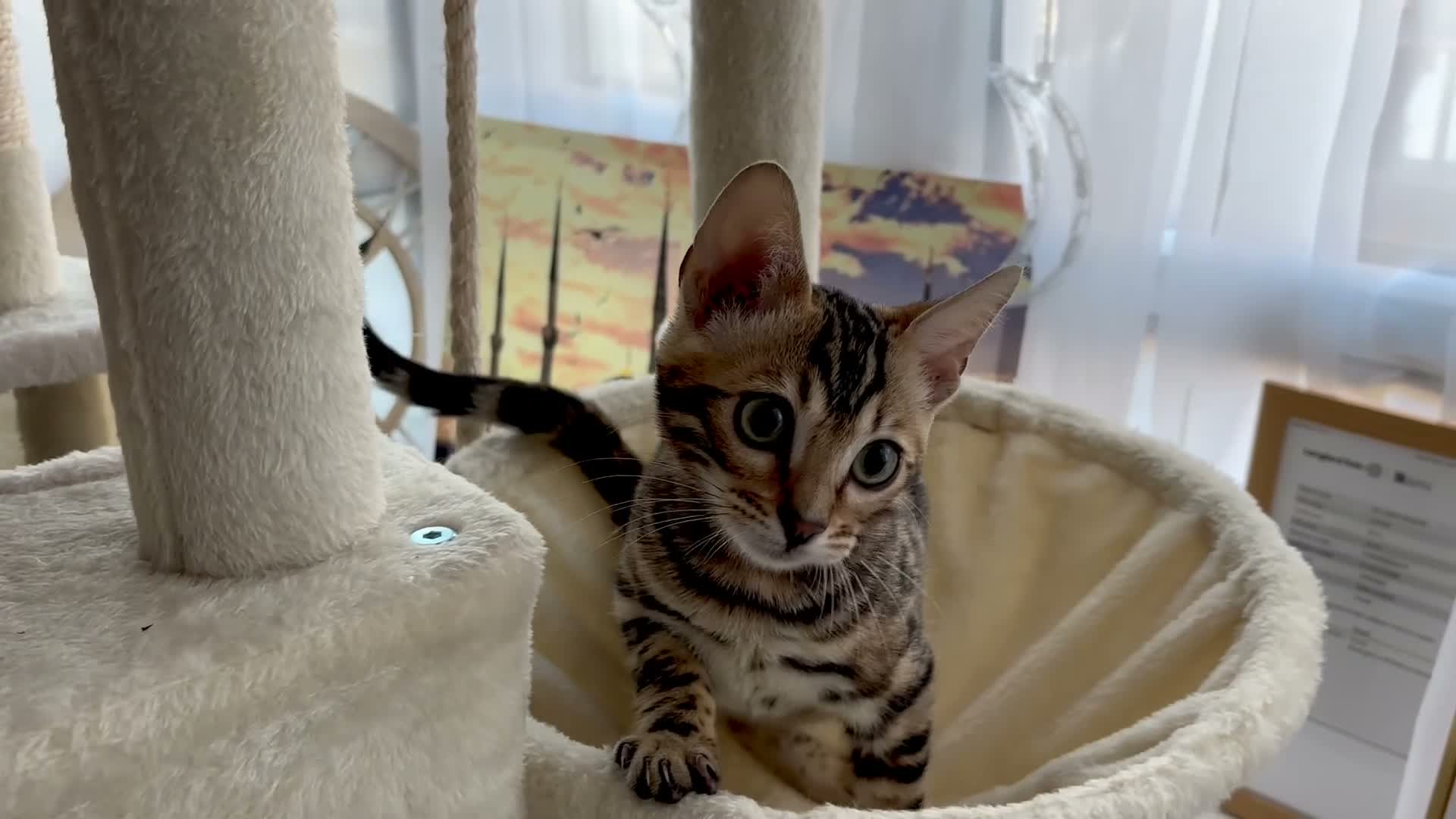 Bengal cats for sale: 🐅Gorgeous 😍One of a Kind Dream Bengal Boy!🐅 - Video 2