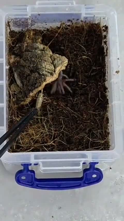 Tarantulas invertebrates for sale: Tarantula bundle - Video 1