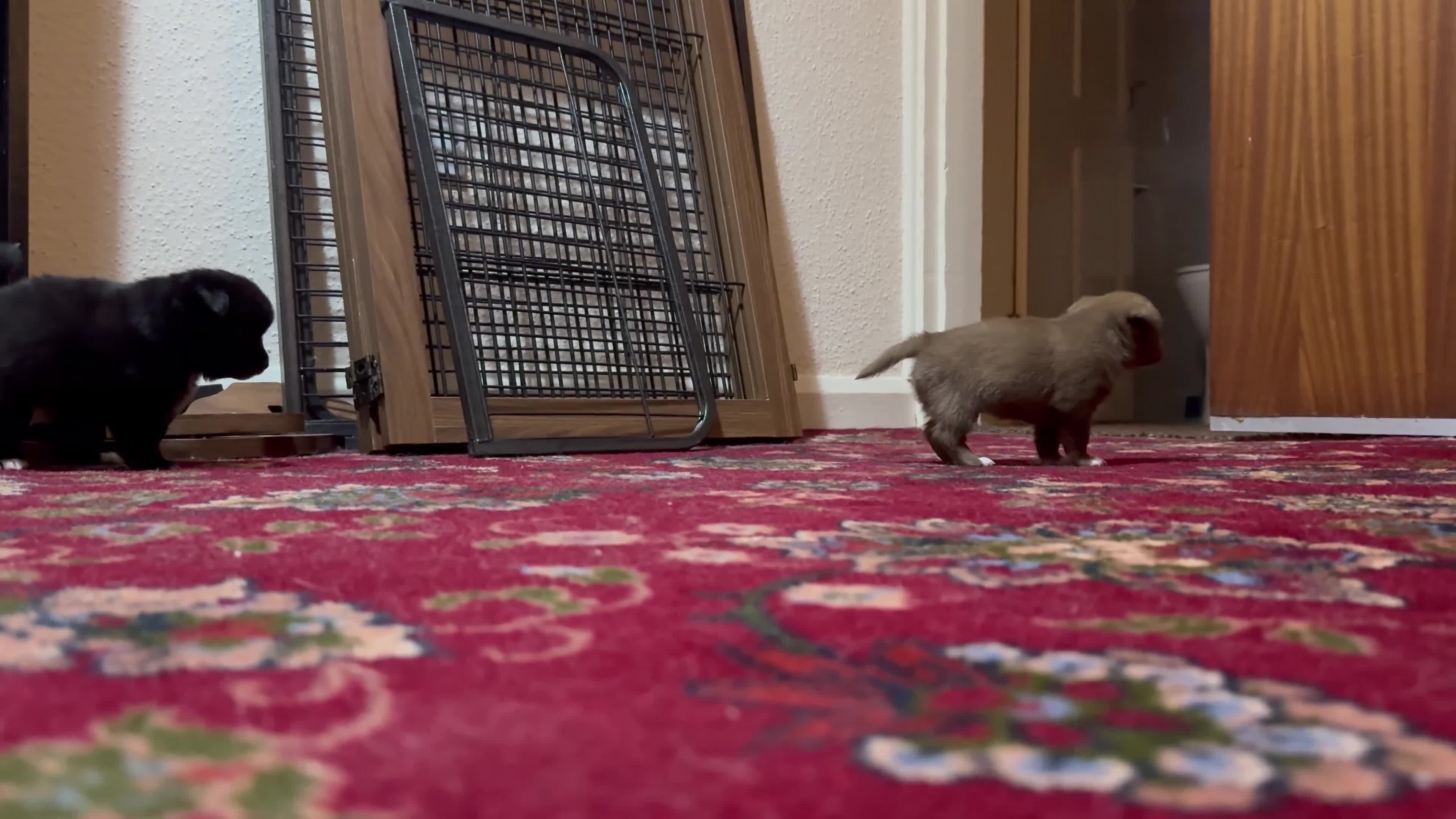 Pomchi dogs for sale: 💖 Beautiful Pomchi Pups 💖 - Video 1