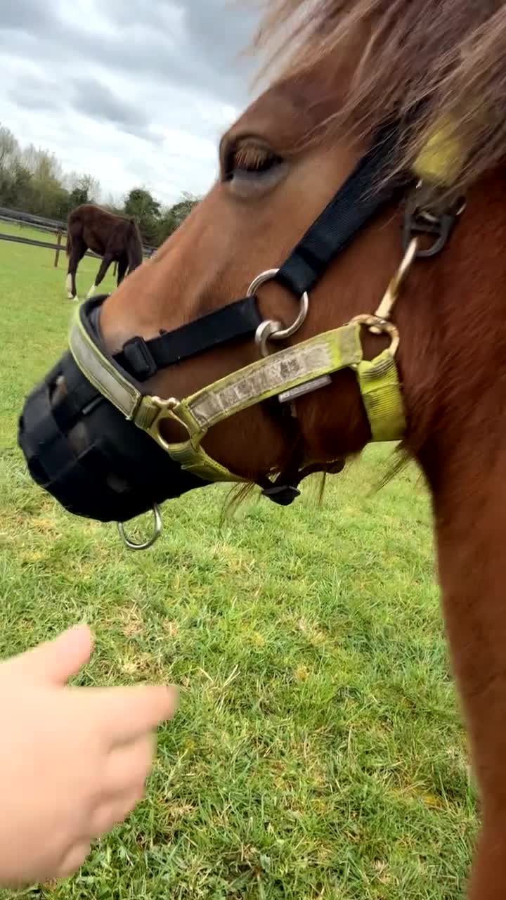 Dartmoor horses for sale: Dartmoor pony  in Lechlade - Video 2