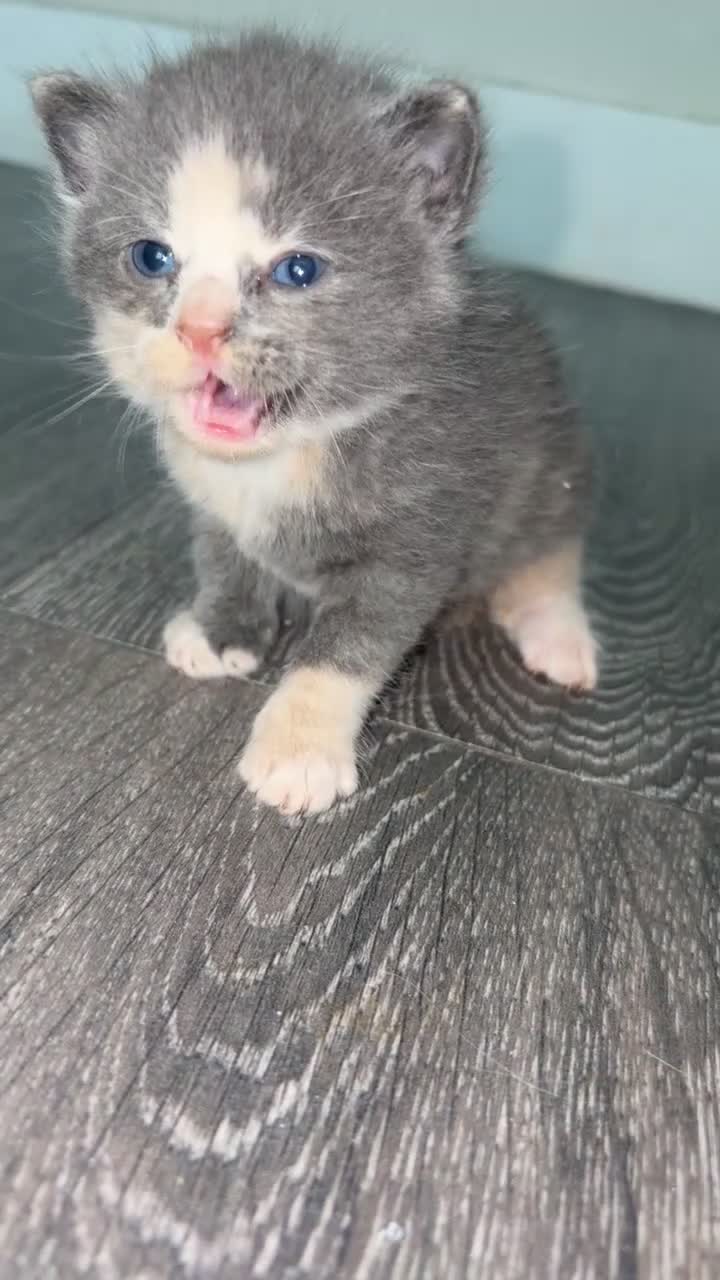 Domestic Shorthair cats for sale: Female kitten  - Video 1