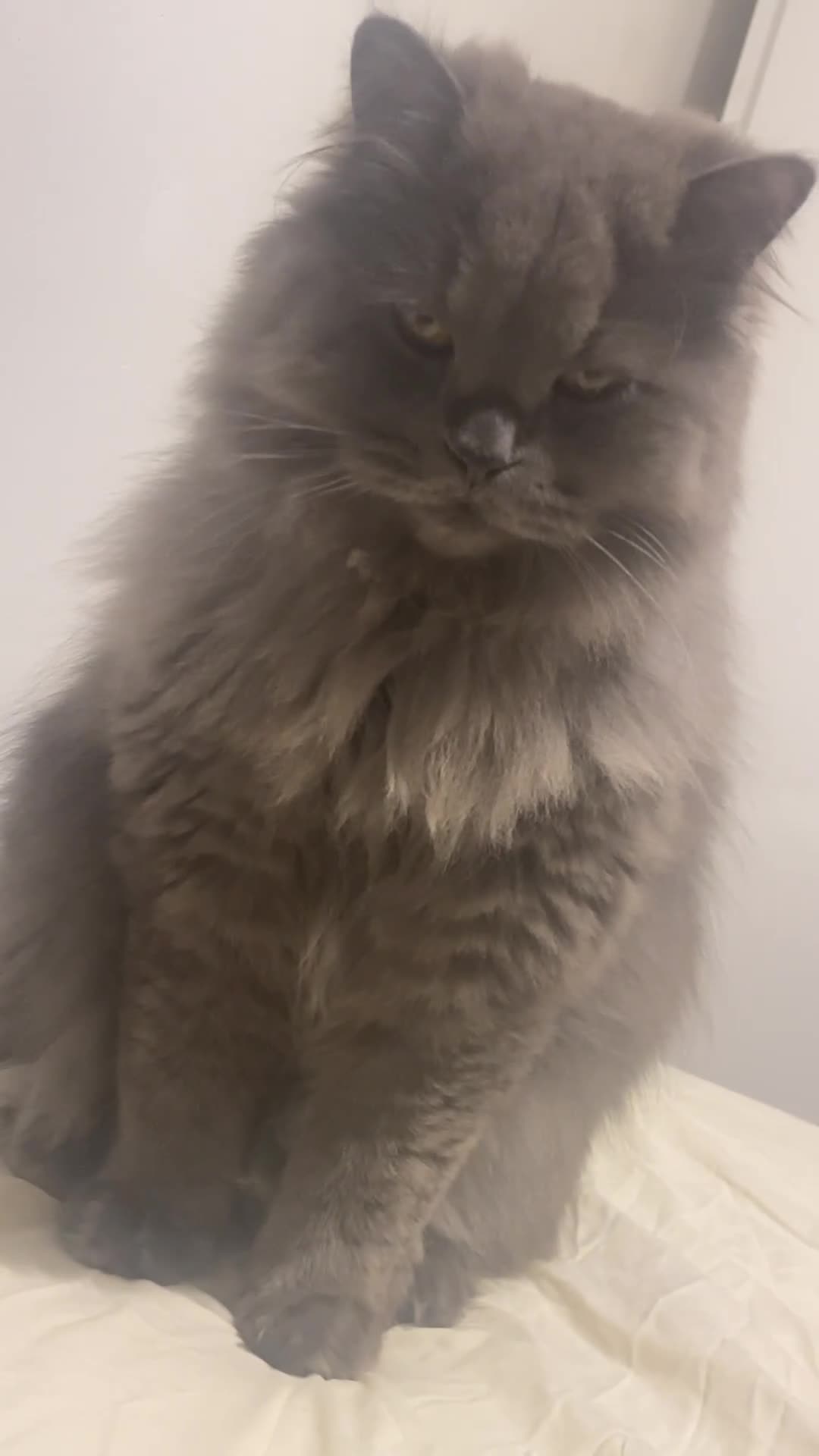 British Longhair cats for sale: Silver British Longhair  - Video 1