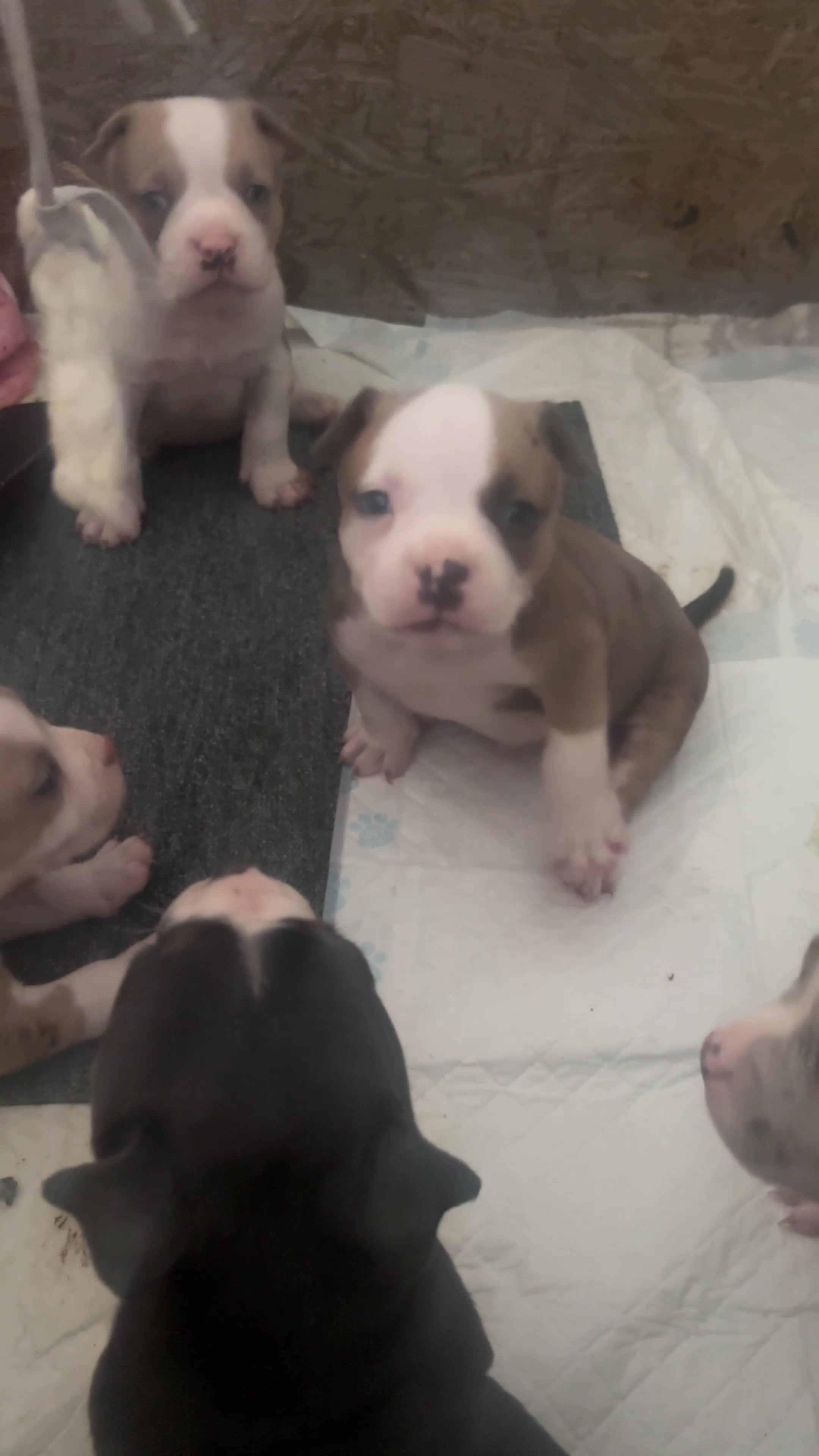 American Bully dogs for sale: Pocket bully puppies Merle fawn pied tri - Video 1
