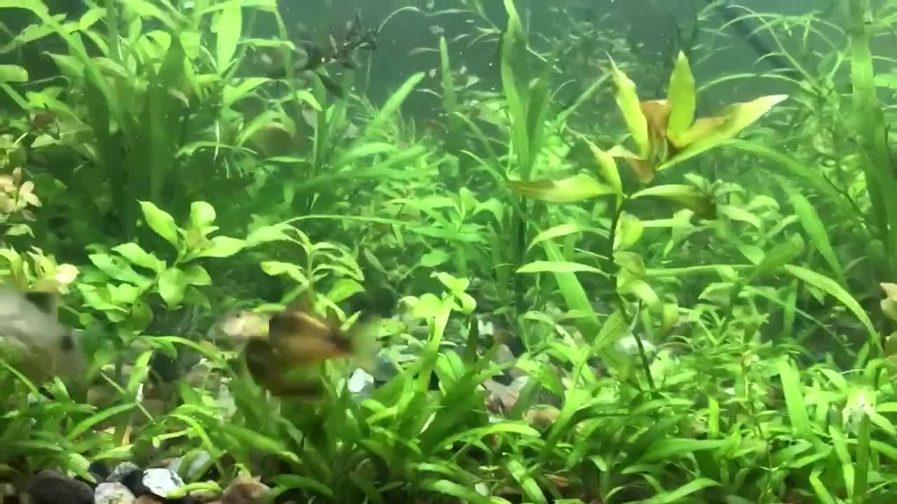 Catfish fish for sale: Aquarium fish, shrimp, and plants. WIDE selection - Video 1